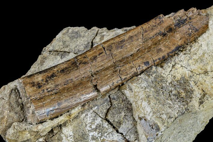 Dinosaur Rib Bone Section In Rock - South Dakota #113595